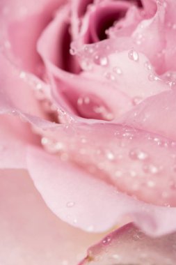 Siyah bir arka planda damla ile güzel gül tomurcuk