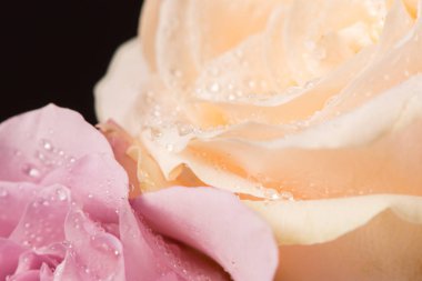 Siyah bir arka planda damla ile güzel gül tomurcuk