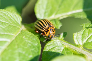 Böcek haşere Colorado Beetle bir s patates yeşil yaprakları yiyor
