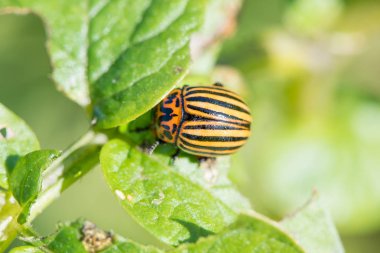 Böcek haşere Colorado Beetle bir s patates yeşil yaprakları yiyor