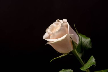 Siyah bir arka planda damla ile güzel gül tomurcuk