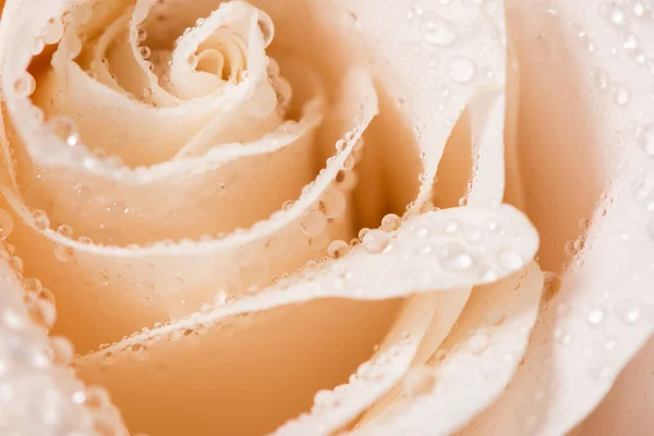 Красивий бутон троянд з краплями на чорному тлі — стокове фото