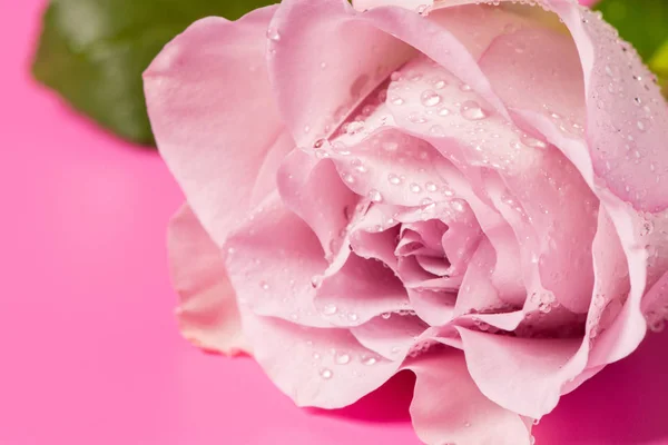 Красивий бутон троянд з краплями на рожевому фоні — стокове фото