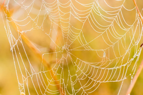 Light drops of dew on a beautiful web in the summer in a fog at — Stock Photo, Image