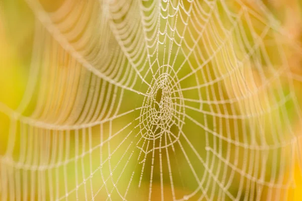 에서 안개에 여름에 아름 다운 웹에이 슬의 가벼운 방울 — 스톡 사진