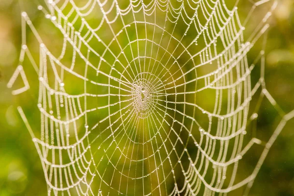 在一个美丽的网在夏天的雾中, 露珠的光滴在 — 图库照片