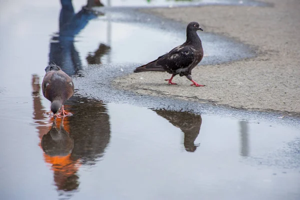 Schöne Taube spaziert im Sommer auf einer Pfütze auf dem Asphalt — Stockfoto