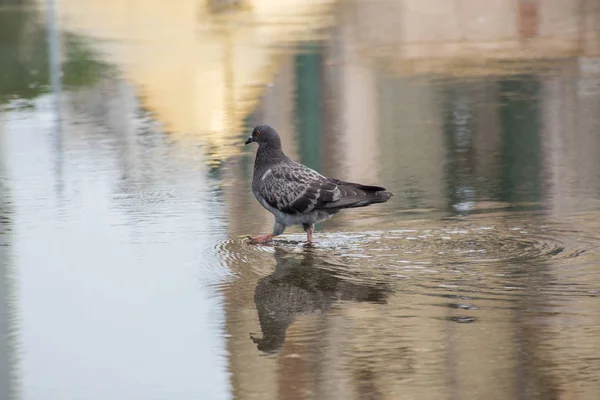 Schöne Taube spaziert im Sommer auf einer Pfütze auf dem Asphalt — Stockfoto