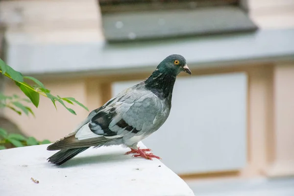 Eine schöne Taube spaziert im Sommer durch die Stadt. — Stockfoto