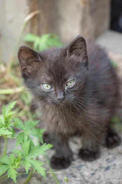 Gatinho preto fofo com pus nos olhos do verão — Fotografia de Stock