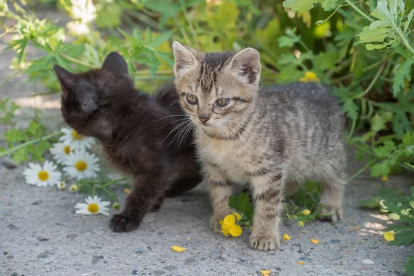 Fluffy kittens with sore eyes in the summer in the village