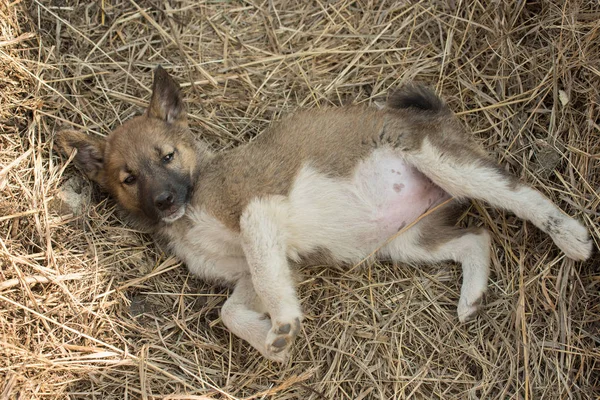 Pequeño cachorro crianza Siberian Husky se encuentra en el heno en el verano — Foto de Stock