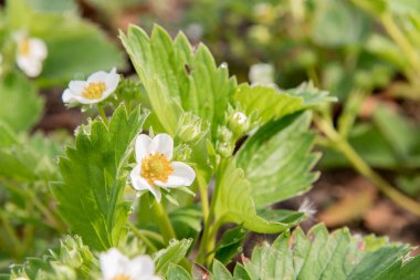 Beyaz çiçekler Bahçe çilek sabah damlacıklar içinde 