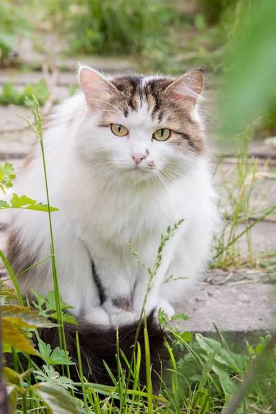 Schöne flauschige Katze sitzt im Sommer auf einem Holzboden — Stockfoto