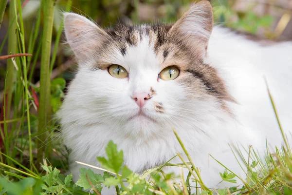 美しいふわふわ猫が休んでいると緑の芝生の上に横たわっている — ストック写真