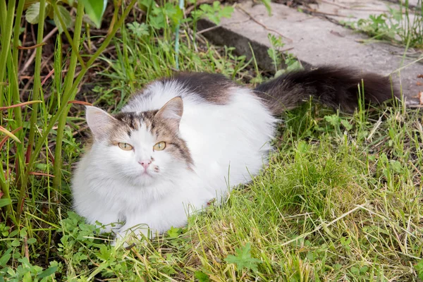 美しいふわふわ猫が休んでいると緑の芝生の上に横たわっている — ストック写真