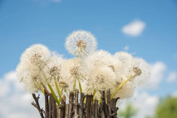 Ein schöner Strauß weißer Löwenzahn in einer hausgemachten Vase — Stockfoto