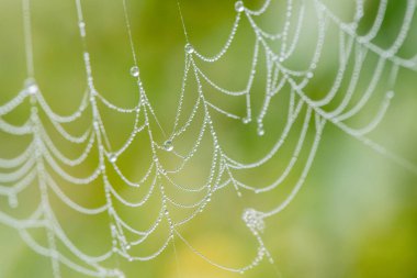 Yaz aylarında güzel bir Web üzerinde çiy ışık damlaları bir sis 