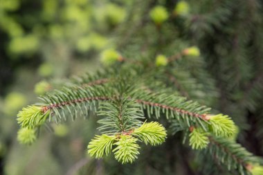 Ladin dalları üzerinde iğneler ile yeni taze çiçek tomurcukları