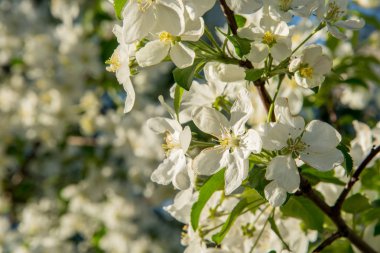 Beyaz çiçekli mavi bir bahar karşı elma ağacının dalları 