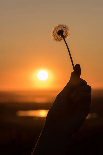 Silhouette of a dandelion and hand on a background of a sunset i — Stock Photo, Image