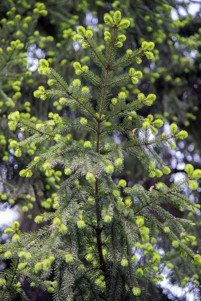 Nouveaux bourgeons en fleurs fraîches avec des aiguilles sur les branches d'épinette dans le — Photo