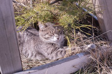 Güzel evsiz kedi uyur ve çimenlerin üzerinde güneşin tadını çıkarır 