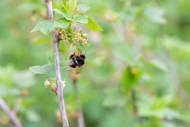 Çizgili yaban arısı frenk üzümü çalı çiçekleri üzerinde polen toplar