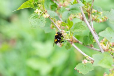 Çizgili yaban arısı frenk üzümü çalı çiçekleri üzerinde polen toplar