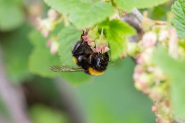 Çizgili yaban arısı frenk üzümü çalı çiçekleri üzerinde polen toplar