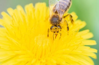 Güzel bir karahindiba polen toplama bir arı makro fotoğraf