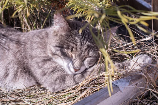 Belo gato sem-teto dorme e se aquece ao sol na grama — Fotografia de Stock