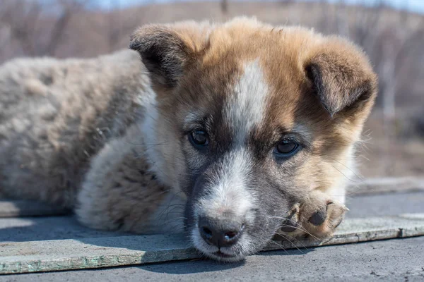 Портрет красивого одинокого бездомного щенка дворняги в vi — стоковое фото