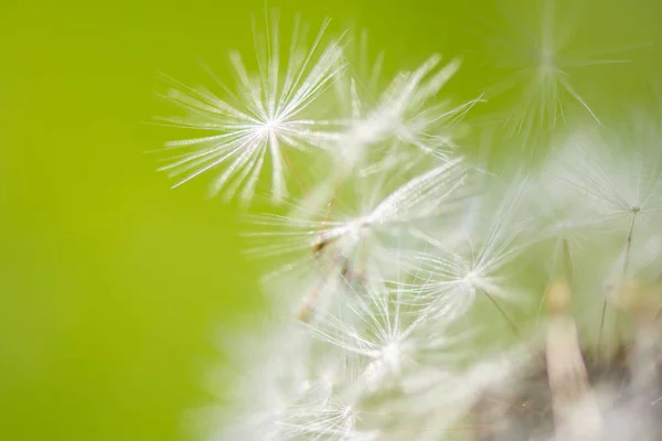 Makroaufnahme von weißem Löwenzahn im Sommer — Stockfoto