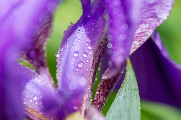 Macro foto de uma flor de íris roxa com gotas de orvalho ou chuva em — Fotografia de Stock