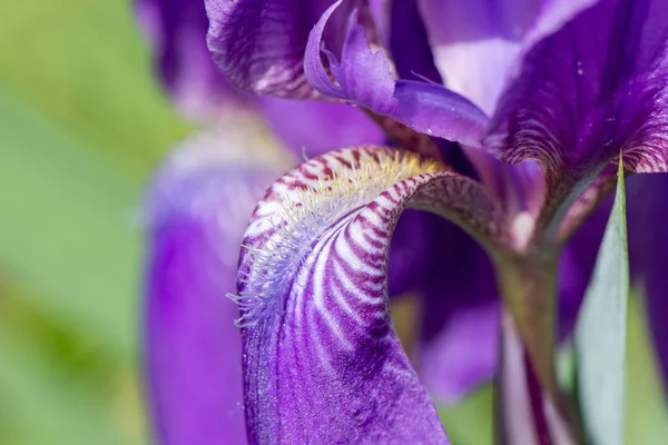 Bir g üzerinde yaz aylarında güneş ışığında mor bir iris çiçek Makro fotoğraf — Stok fotoğraf