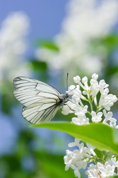 Güzel kelebek Aporia crataegi closeup gelen nektar toplar
