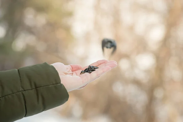 A small bird flies to the hand of a man with sunflower seeds for — Stock Photo, Image