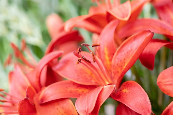 Прекрасный свадебный букет из свежих красных лилий и зеленых листьев — стоковое фото