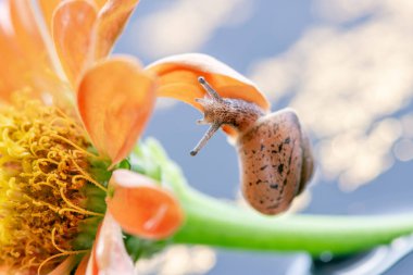 Makro güzel orman kahverengi salyangoz turuncu Zinnia üzerinde tarama 