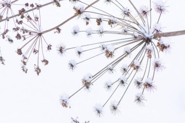 Snowfla bir tabaka altında güzel ince Kuru Çim makro fotoğraf