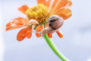 Makro güzel orman kahverengi salyangoz turuncu Zinnia üzerinde tarama 