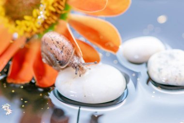 Makro güzel orman kahverengi salyangoz turuncu Zinnia üzerinde tarama 