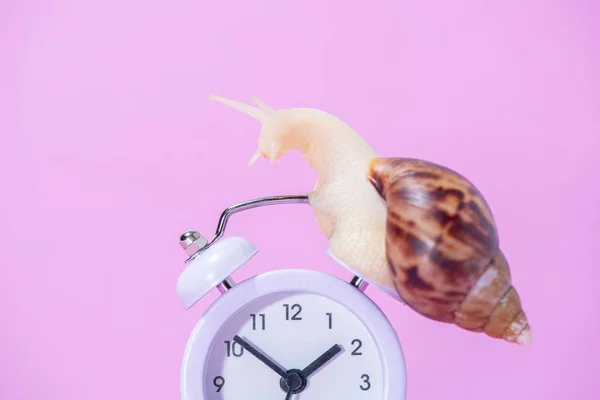 Classic round clock with arrows and a beautiful snail with a spi