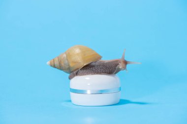 Güzel kahverengi Achatina salyangoz mavi krem beyaz bir kavanoz üzerinde