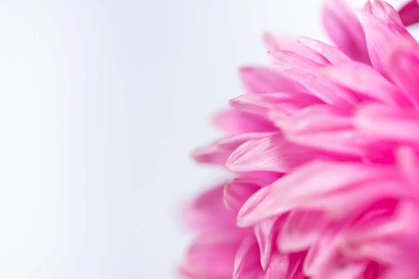 Macro foto de belas flores chamado aster em um backgro branco — Fotografia de Stock