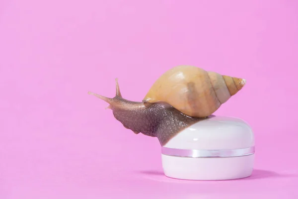 Mooie bruine Achatina slak op een witte pot crème op een roze — Stockfoto