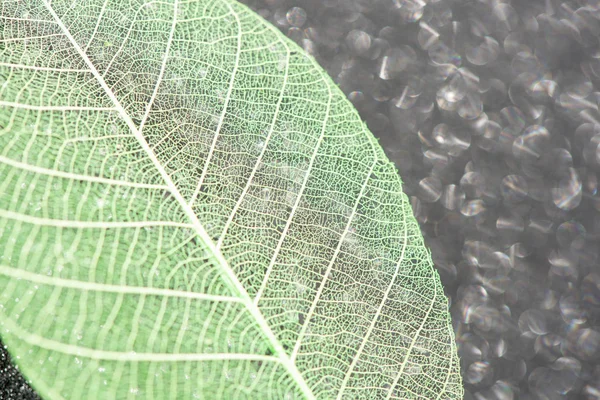 Beautiful skeleton leaf close-up on a background of black sparkl — Stock Photo, Image