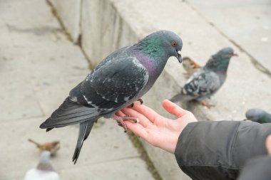 Gri kentsel güvercin ekmek el kızla sonbaharda Park'ta yemek.