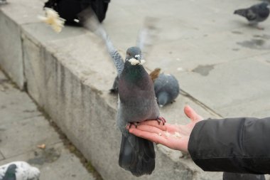 Gri kentsel güvercin ekmek el kızla sonbaharda Park'ta yemek.
